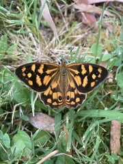 Heteronympha paradelpha