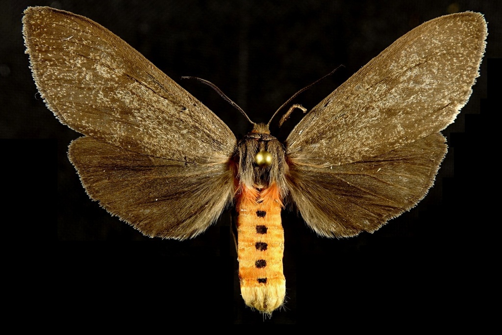 Euchaetes gigantea