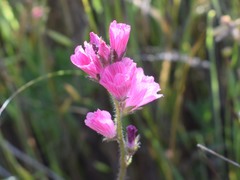 Sidalcea malviflora
