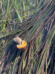 Tegula brunnea