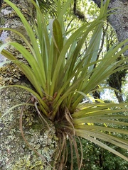 Astelia hastata