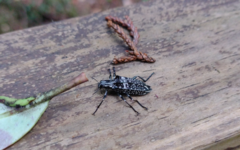 Homocyrtus dromedarius