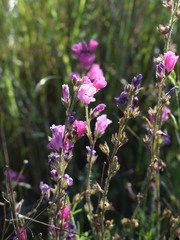 Sidalcea malviflora
