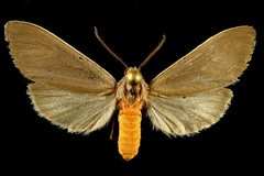 Pygarctia murina