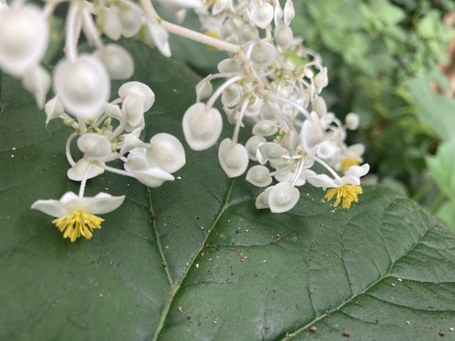 Begonia reniformis