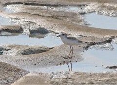 Charadrius dealbatus