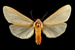 Pygarctia spraguei