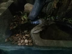 Tiliqua