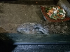 Tiliqua