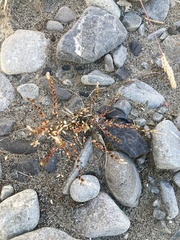 Epilobium microphyllum