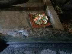 Tiliqua