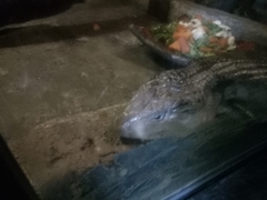 Tiliqua