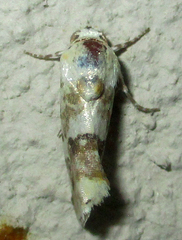 Acontia transfigurata