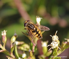 Dolichogyna chilensis