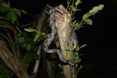 Pseudelaphe phaescens