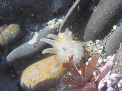 Halcampa decemtentaculata