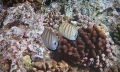 Chaetodon multicinctus