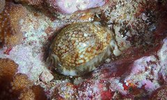 Mauritia maculifera maculifera