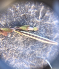 Epilobium microphyllum