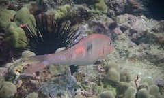 Parupeneus pleurostigma