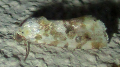 Acontia transfigurata