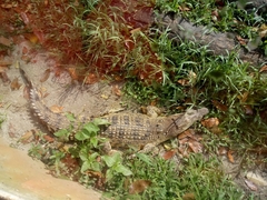 Crocodylidae