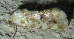 Acontia transfigurata