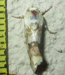 Acontia transfigurata