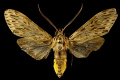 Nelphe carolina