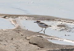 Charadrius dealbatus