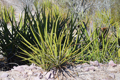 Agave datylio