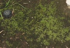 Chenia leptophylla