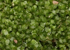 Chenia leptophylla