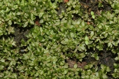Chenia leptophylla