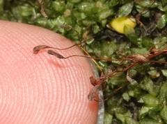 Chenia leptophylla