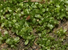 Chenia leptophylla