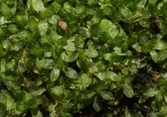 Chenia leptophylla