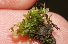 Chenia leptophylla