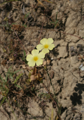Linum