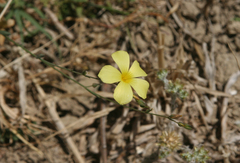Linum