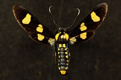 Phoenicoprocta hampsonii