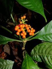 Palicourea racemosa