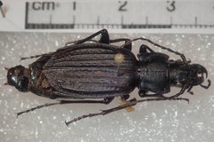 Carabus reitteri