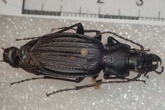 Carabus reitteri