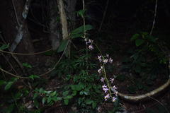 Trichocentrum andrewsiae