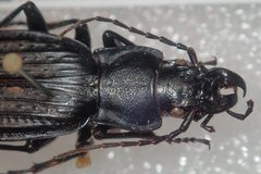 Carabus reitteri