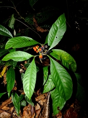 Palicourea racemosa