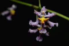 Trichocentrum andrewsiae