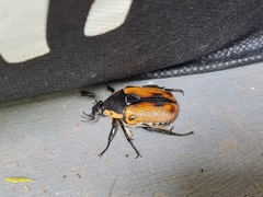 Chondropyga dorsalis