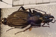 Carabus reitteri